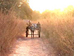 Africa Organics in the Gambia