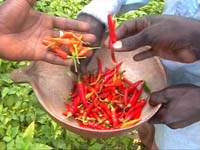 Africa Orgaincs top picture 1