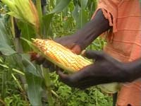 Africa Orgaincs top picture 2