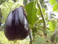 Africa Orgaincs top picture 3