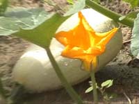 Africa Orgaincs top picture 4