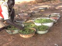 Africa Orgaincs bottom picture 3