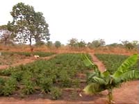 Africa Orgaincs bottom picture 4