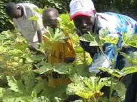 Africa Orgaincs bottom picture 1