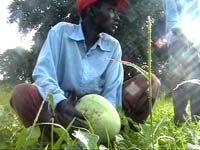 Africa Orgaincs bottom picture 4